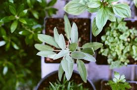 A collection of thriving indoor potted plants.